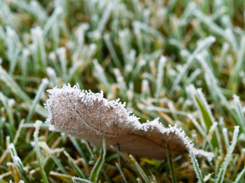 秋日早晨Frozen Grass上覆蓋著的葉子