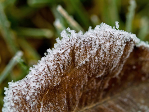 秋日早晨Frozen Grass上覆蓋著的葉子