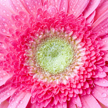 Pink daisy gerbera與水滴白色隔離