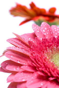 Pink daisy gerbera與水滴白色隔離