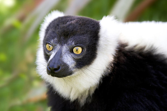 黑色和White Ruffed Lemur