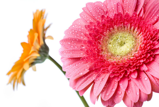 Pink daisy gerbera與水滴白色隔離