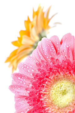 Pink daisy gerbera與水滴白色隔離