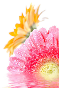 Pink daisy gerbera與水滴白色隔離