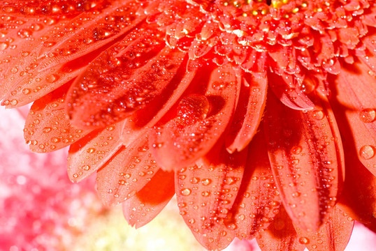 關(guān)閉了紅菊非洲菊水滴淺焦點