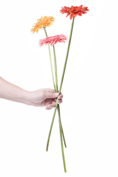 從雛菊非洲菊在手里的花束白色隔離