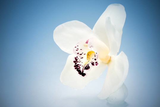 藍(lán)色的白蘭花