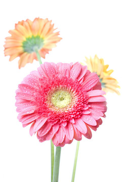 Pink daisy gerbera與水滴白色隔離