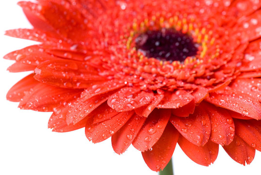水滴孤立在白色紅色雛菊非洲菊頭大