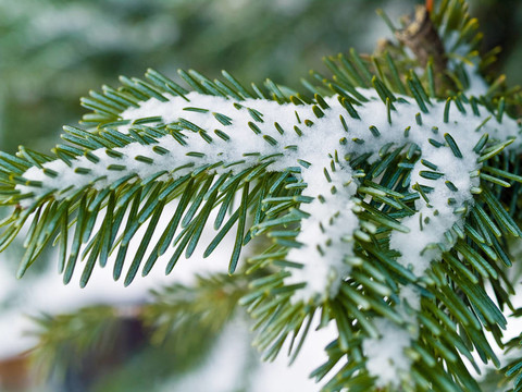 白雪覆蓋的松樹枝特寫