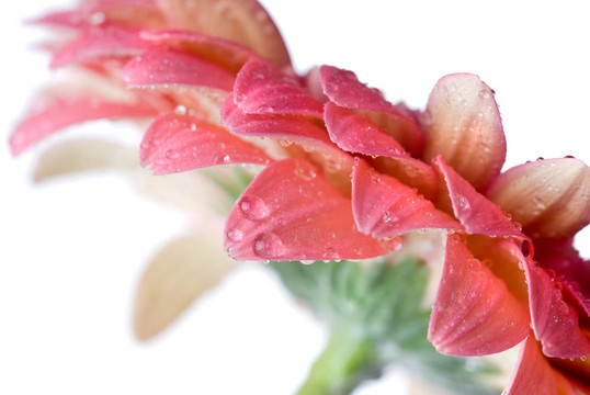 Pink daisy gerbera與水滴白色隔離