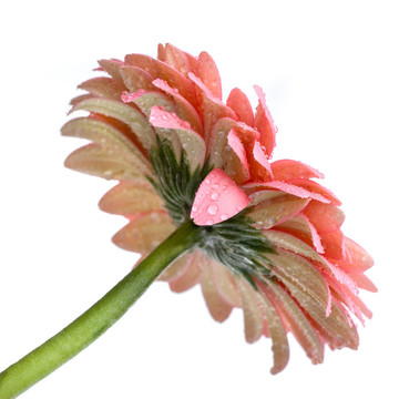 Pink daisy gerbera與水滴白色隔離