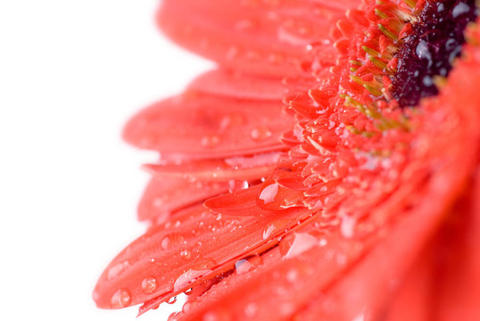 紅菊非洲菊頭宏觀孤立在白色
