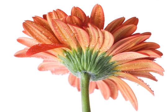紅菊非洲菊水滴白色隔離