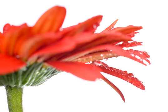 水滴孤立在白色紅色雛菊非洲菊頭大