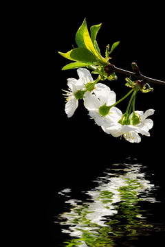 白色的花在水里
