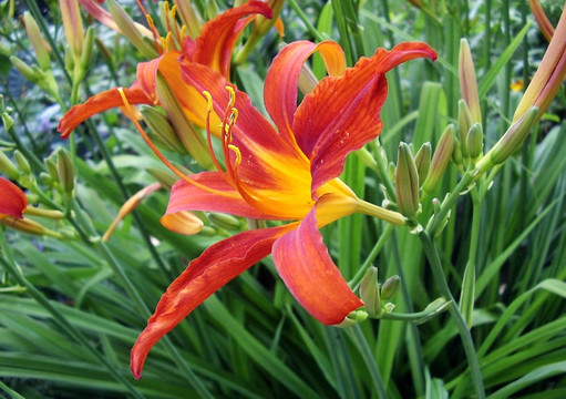 一個(gè)鮮紅色的百合花