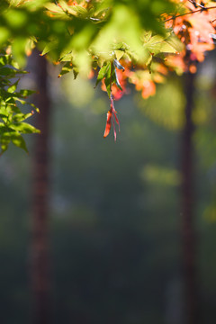紅楓葉
