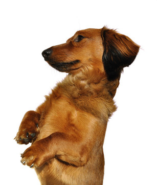 紅色長毛獵犬乞討