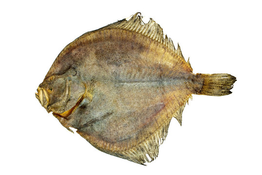 咸多寶魚(yú)比目魚(yú)
