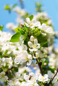 Flowering在春天的時(shí)候，蘋果枝；特寫(xiě)；垂直構(gòu)圖。
