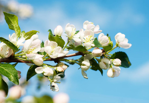 Flowering在春天的時(shí)候，蘋果枝；特寫(xiě)。