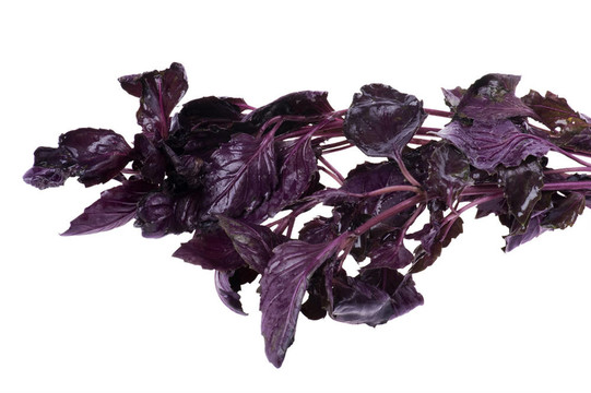 巴茲爾特寫