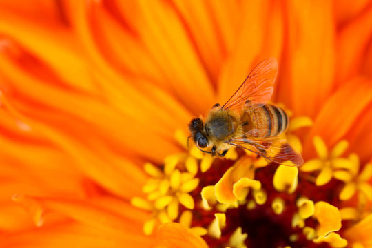 蜜蜂和Zinnia flower