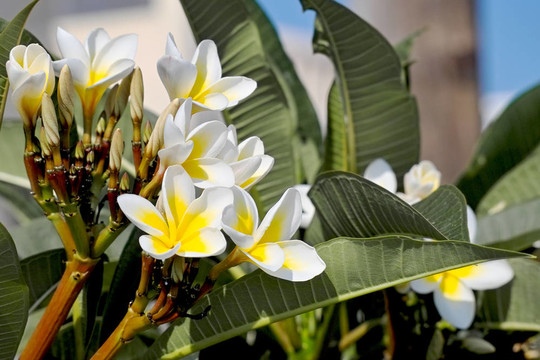布什對(duì)雞蛋或雞蛋花