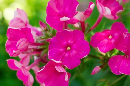 Blooming Phlox九里香；花蔥