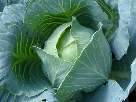 種白菜