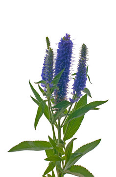 維羅妮卡花穗
