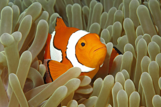 小丑魚