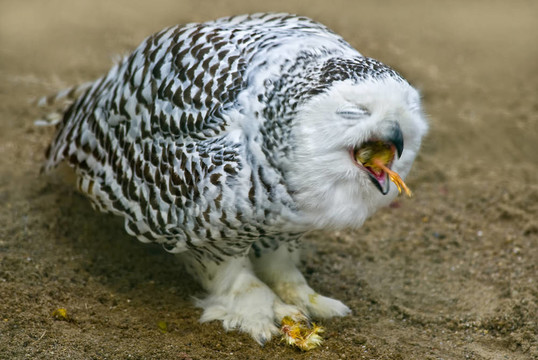雪鸮（Bubo scandiacus）喂養(yǎng)
