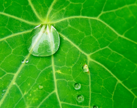 水滴在葉