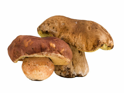 白牛肝菌分離