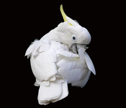 小葵花鳳頭鸚鵡