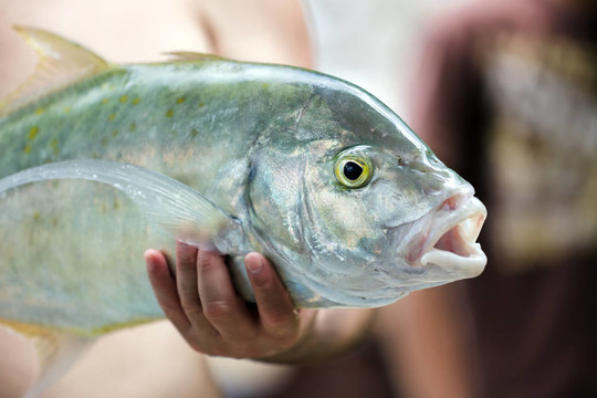 大的熱帶魚