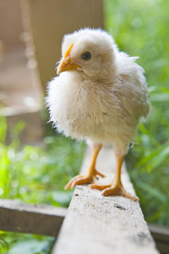 小雞