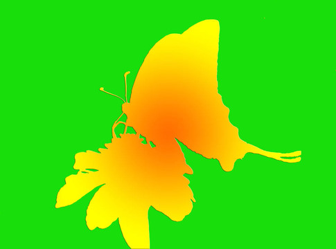 蝴蝶花