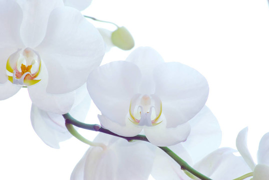 白蘭花