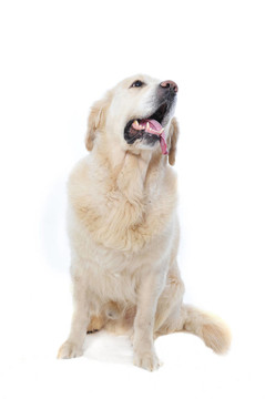 金毛獵犬