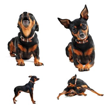 迷你杜賓犬
