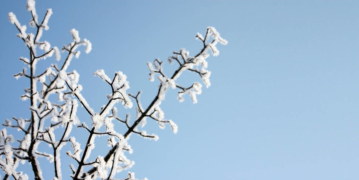 樹上的冰凍雪