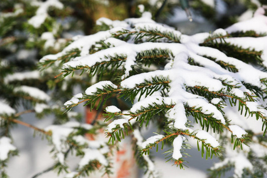 松樹枝上的雪