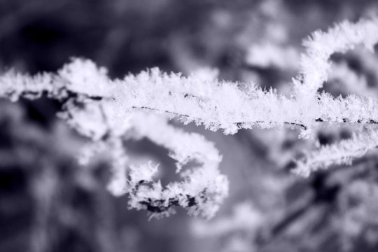 樹(shù)枝上的冰凍雪