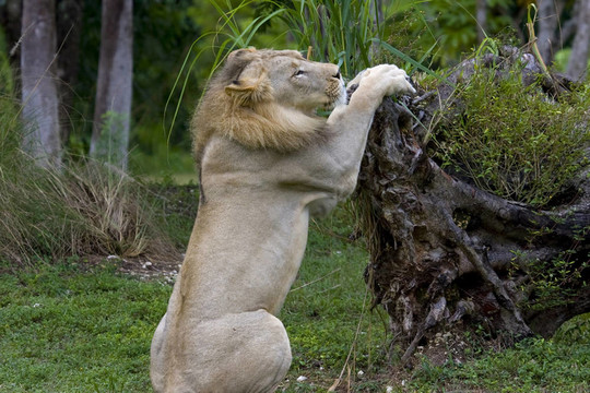 非洲獅