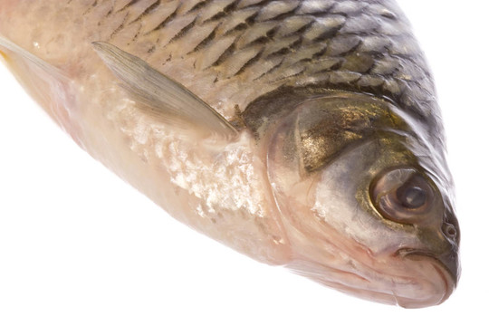 日本鯉魚魚分離