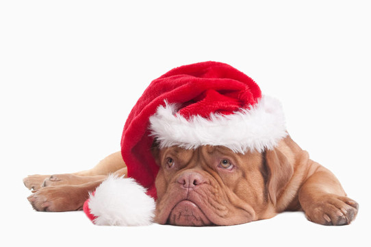 狗打扮得像Santa