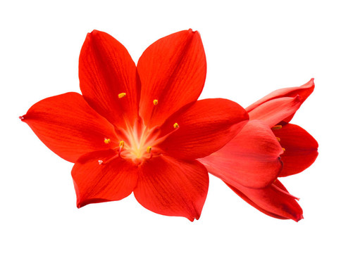 橙花